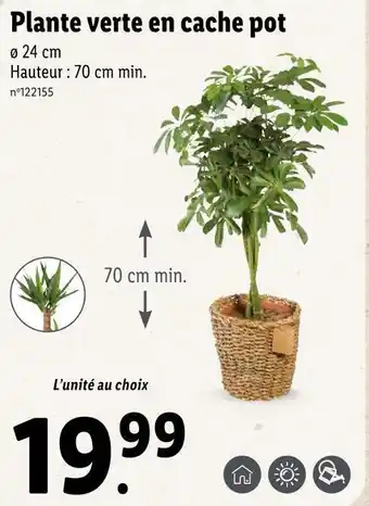 Plante verte en cache pot