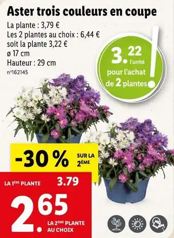 Lidl Aster trois couleurs en coupe offre