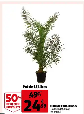 Auchan Phoenix Canariensis offre