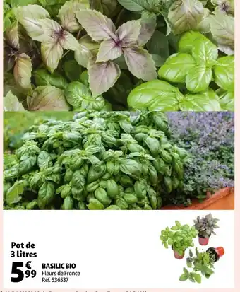 Auchan Basilic Bio offre