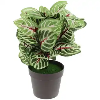 Action Plante en pot offre