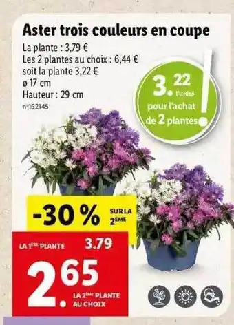Lidl Aster Trois Couleurs En Coupe offre