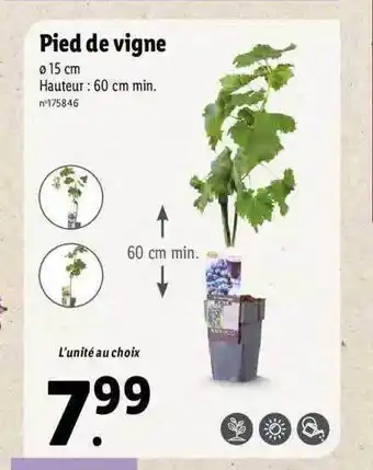 Lidl Pied De Vigne offre