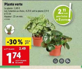 Lidl Plante Verte offre