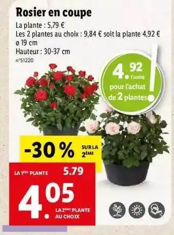 Lidl Rosier En Coupe offre