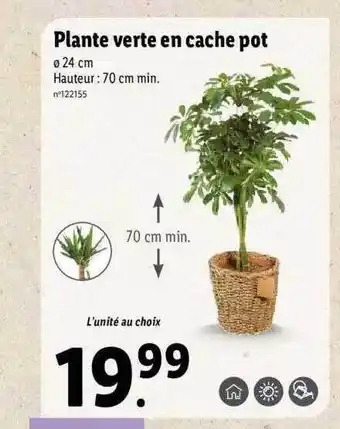 Lidl Plante Verte En Cache Pot offre