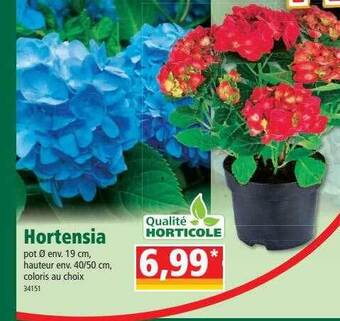 Norma Hortensia offre
