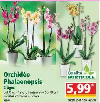 Norma Orchidée Phalaenopsis 2 Tiges offre