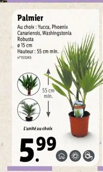 Lidl Palmier offre