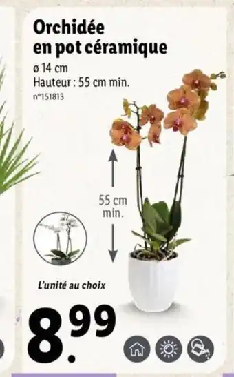 Lidl Orchidée en pot céramique offre