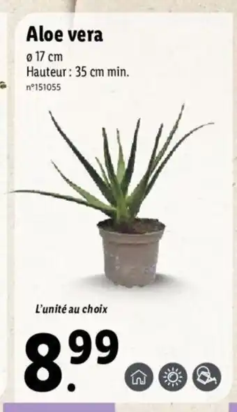 Lidl Aloe vera offre