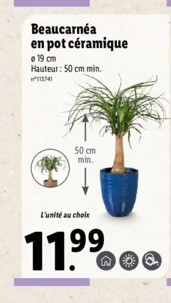 Lidl Beaucarnéa en pot céramique offre