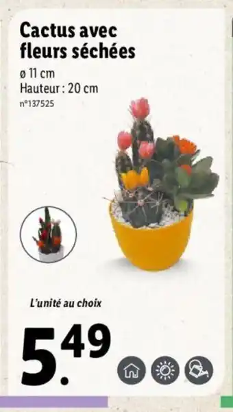 Lidl Cactus avec fleurs séchées offre