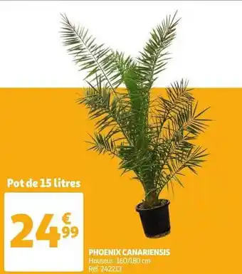Auchan Phoenix Canariensis offre