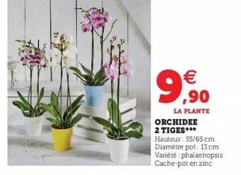 Hyper U Orchidée 2 Tiges offre