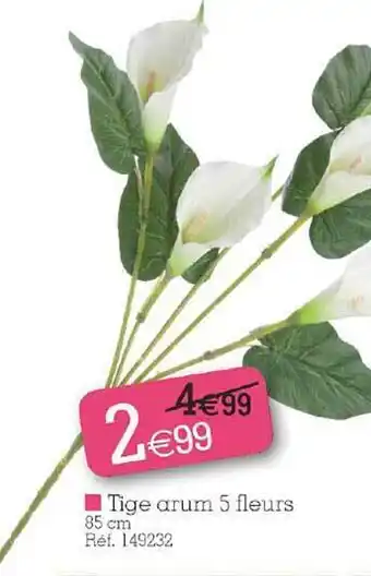 Kandy Tige Arum 5 Fleurs offre