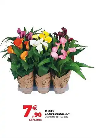 Super U Mixte Zantedeschia offre