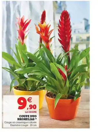 Super U Coupe Duo Bromelias offre