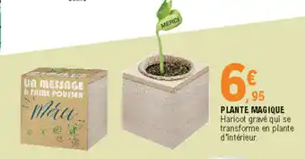 E.Leclerc Plante magique offre