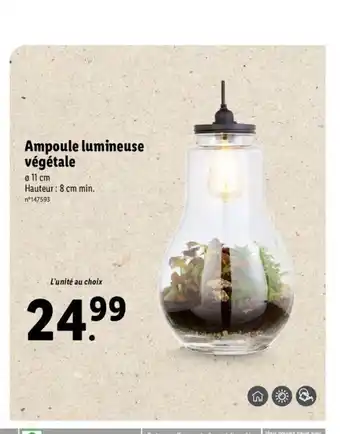 Lidl Ampoule lumineuse végétale offre