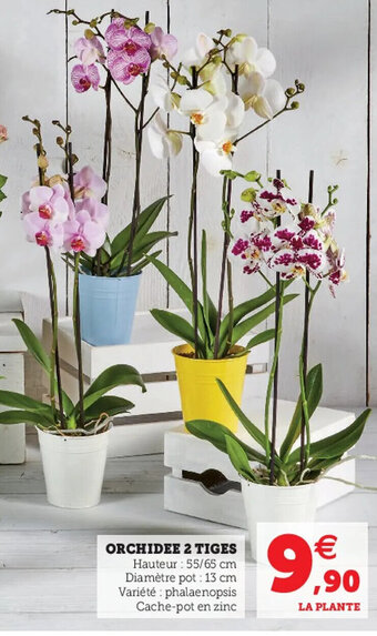 Hyper U Orchidee 2 Tiges offre