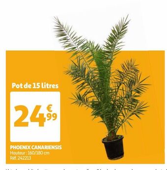 Auchan Phoenix canariensis offre
