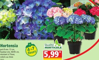 Norma Hortensia offre