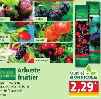 Norma Arbuste fruitier offre