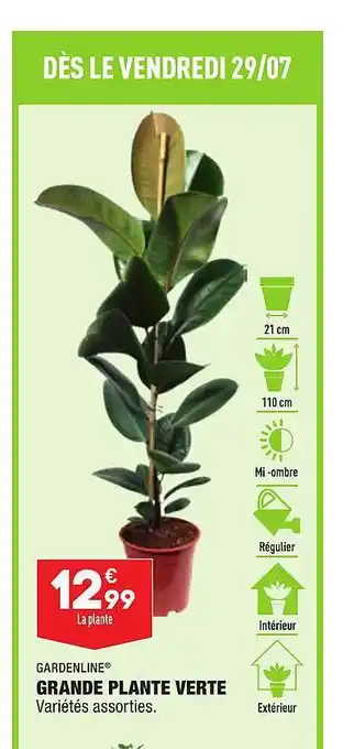 ALDI Grande Plante Verte Gardenline offre