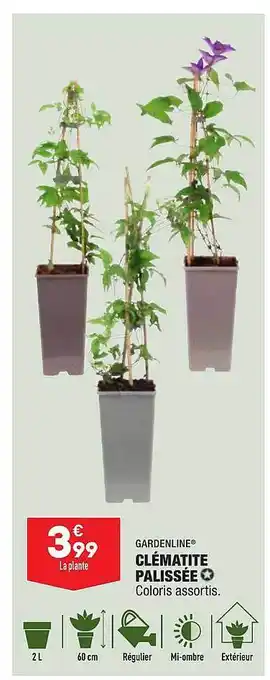 Clématite Palissée Gardenline