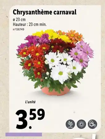 ChrysanthĂšme carnaval