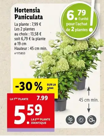 Lidl Hortensia paniculata offre