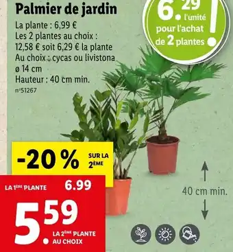 Lidl Palmier de jardin offre