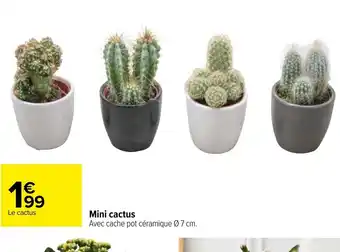 Carrefour Mini Cactus offre