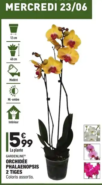 ALDI Orchidée phalaenopsis 2 Tiges offre