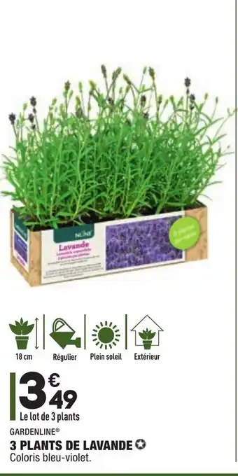ALDI 3 Plants de lavande offre