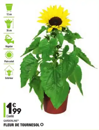 ALDI Fleur de tournesol offre