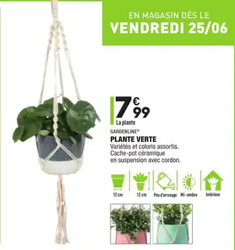 ALDI Plante verte offre