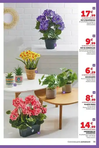Super U Pot D'hortensias, Pot 50 Jonquilles, Succulente, Plante Verte, Jardinière De Géraniums offre
