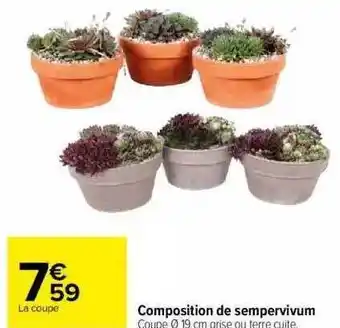 Composition de sempervivum