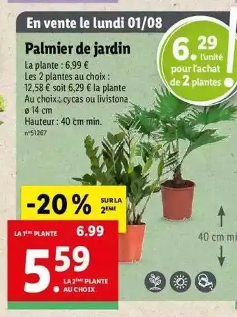 Lidl Palmier de jardin offre
