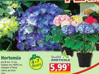Norma Hortensia offre