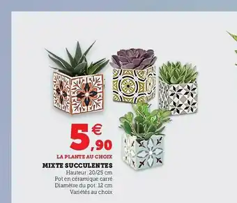 Super U Mixte Succulentes offre