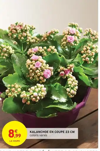 Intermarché Hyper Kalanchoe En Coupe 23cm offre