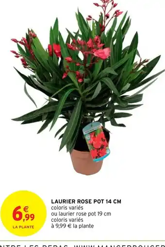 Intermarché Hyper Laurier Rose Pot 14cm offre