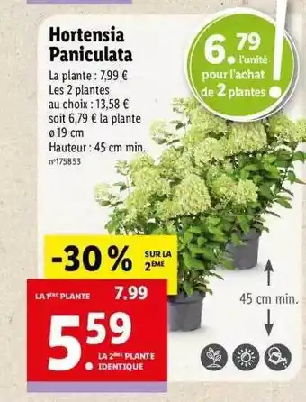 Lidl Hortensia paniculata offre