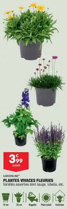 ALDI GARDENLINE plantes vivaces fleuries offre