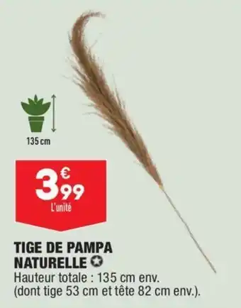 ALDI Tige de pampa naturelle offre