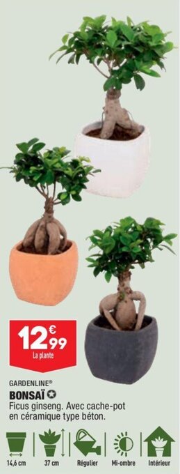 ALDI GARDENLINE bonsaï offre