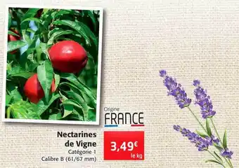Nectarines de vigne